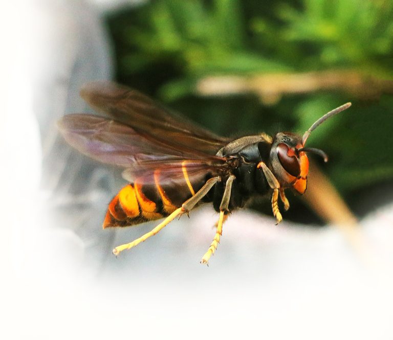 Pixabay-haim-charbit