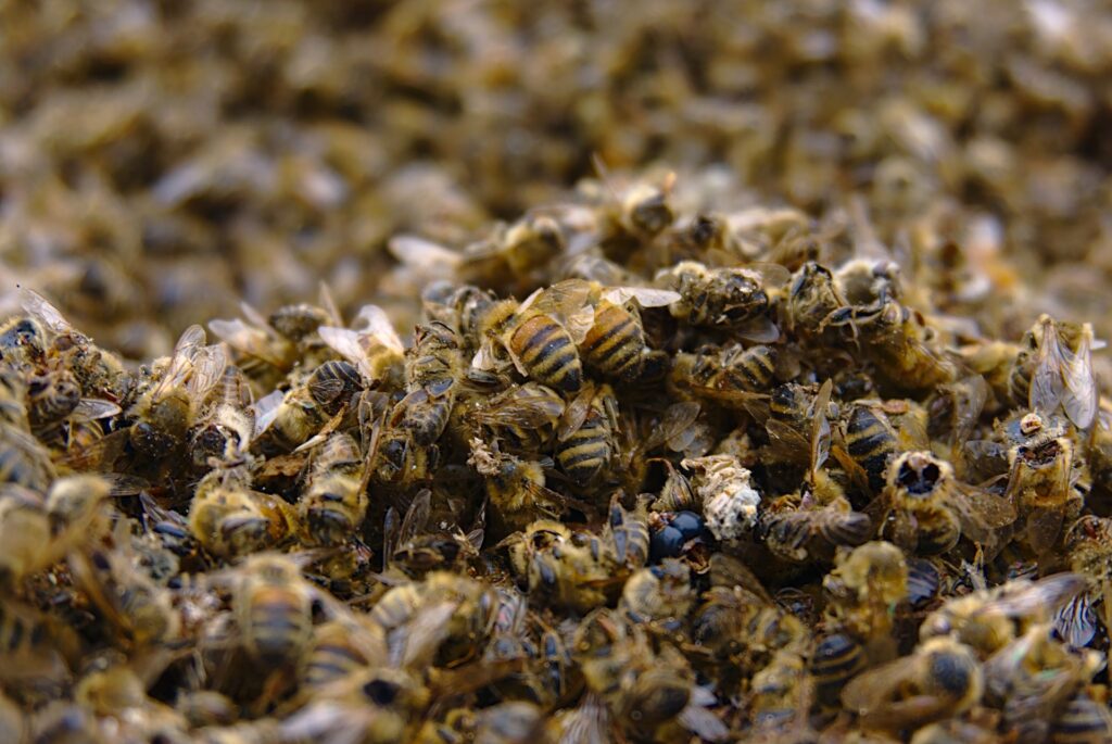 mortalité massive des abeilles