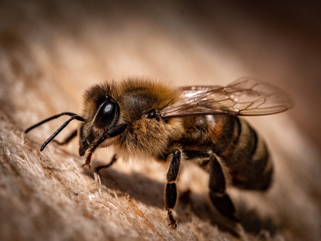 abeille noire apiculture
