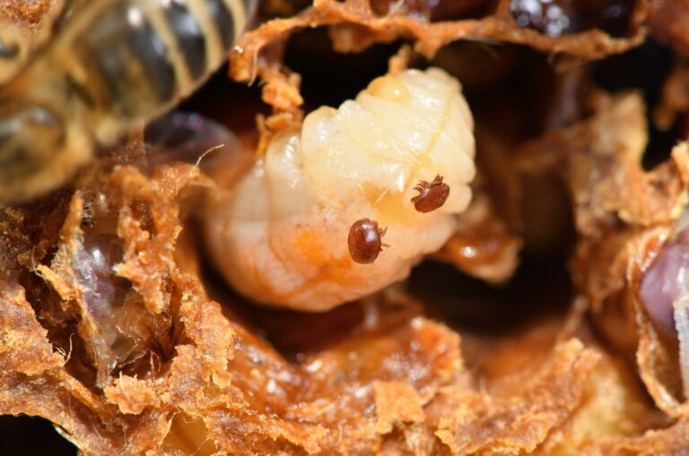 varroa destructor abeille