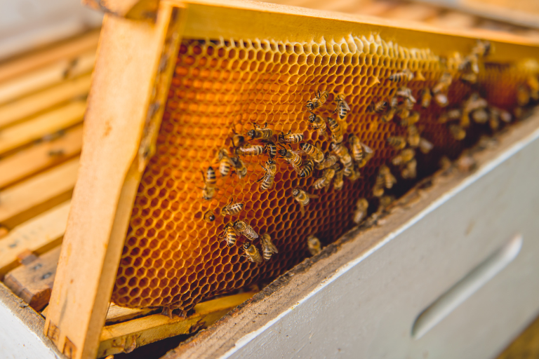 nourrissement colonies abeilles miel